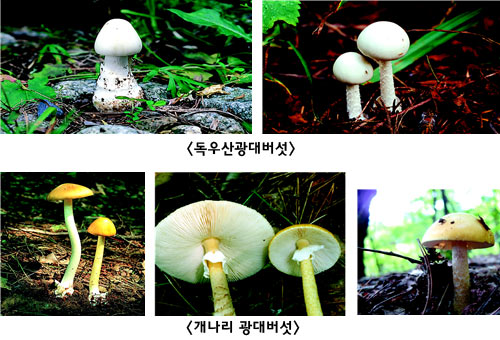 :: 월간암(癌) 예방과 투병의 올바른 길잡이 ::식용버섯과 구분 어려운 야생버섯을 조심하라